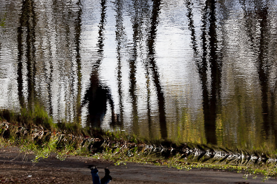 Bois de Boulogne, reflets